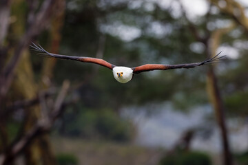 Poster - African fish eagle in flight