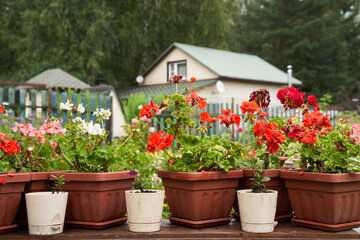 Wall Mural - Garden decorated by colorful potted plants.