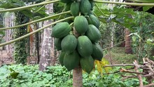 Gimbal shot of unripe papayas on the tree. Zoom In