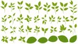 Green Leaves Clipart Vector