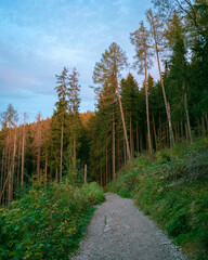 Canvas Print - A hiking trail at sunset, in Zakopane, Poland