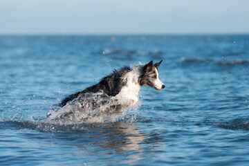 Wall Mural - the dog jumps on the water. Funny border collie playing on nature by the sea at sunset, splash