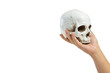 Hand holding human head skull