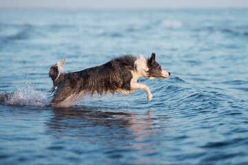 Wall Mural - the dog jumps on the water. Funny border collie playing on nature by the sea at sunset, splash