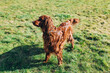 Cute Irish setter dog resting on green grass in the setting sun. Walk the dog in the summer in the park.