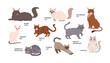 Set of isolated vector sitting or lying cute cartoon cats, British shorthair, Cornish rex and other exotic breeds