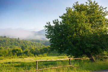 Wall Mural - deciduous tree behind the fence by the rural field in morning light. countryside scenery in summer. 