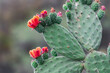 cactus pear flowers blooming, (Opuntia ficus-indica), with dark vegetation background  