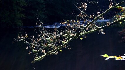 Wall Mural - the german wupper river in autumn video