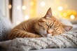 Cute domestic ginger cat sleeps calm and sweetly on knitted blanket in comfort with bokeh background