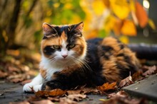 A Tortoiseshell Cat Rests On The Ground Outdoors. Generative AI