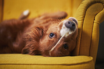 Wall Mural - Cute dog alone at home. Funny Nova Scotia Duck Tolling Retriever lying on back in yellow chair..