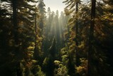 Fototapeta Fototapeta las, drzewa - Stunning sun-drenched redwood forest from above. Generative AI