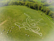 © AmazingAerialAgency - Aerial view of Cerne Abbas giant with sheep, a majestic draw in a field in Dorchester, England, United Kingdom.