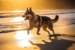 Portrait of a german shepherd dog running happily on the beach at sunset. 