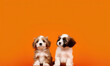 Adorable and fluffy doodle puppies. Studio portrait on a orange background 
