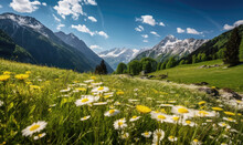 A Lush Meadow Of Blooming Daisies Contrasts Snowy Mountain Peaks.