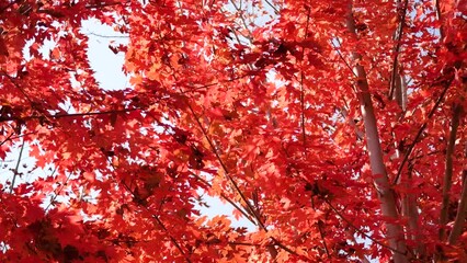 Wall Mural - Red leaves on a tree in autumn