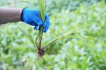 Close up hand wears glove, pulled up weed plants from vegetable garden. Concept, get rid of weeds by hands, don't use chemicals for stop toxic in agriculture crops. Organic farming.         