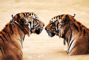 Wall Mural - Nature, big cats and tiger kiss in water at wildlife park with love, playing and freedom in jungle. River, lake or dam with playful animals swimming in outdoor pool at safari in Asian zoo together.