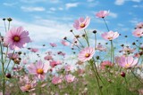 Fototapeta Kosmos - Beautiful cosmos flowers blooming in a garden under a clear sky. Generative AI