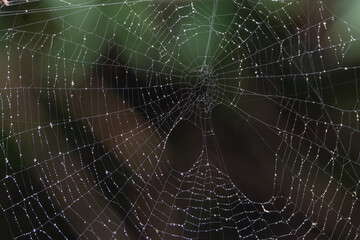 spider on web