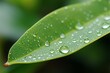 Daybreaks glisten Morning dew adorns eucalyptus leaf with delicate water droplets