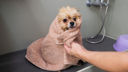 A woman wipes a Pomeranian with a beige towel after washing. Spitz dog in the grooming salon. 