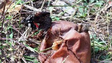 Admiral Butterfly And Wasp Eat A Fallen Rotten Pear.