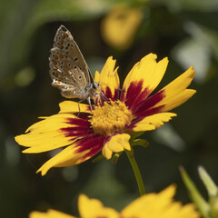 Canvas Print - Papillon argus azuré sur une fleur de coreopsis