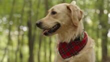 A Cute Golden Retriever Dog With A Red Checkered Bandana, Sitting In The Forest With Its Tongue Sticking Out. The Camera Moves Around Him. In The Background, A Green Forest With A Bokeh Effect