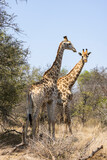 Fototapeta Sawanna - Two tall giraffes make normal bushveld trees look small