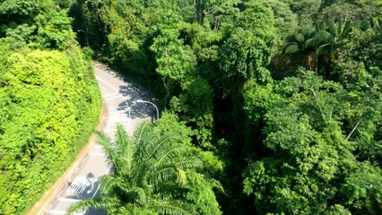 Wall Mural - Drone-view of a road in the forest