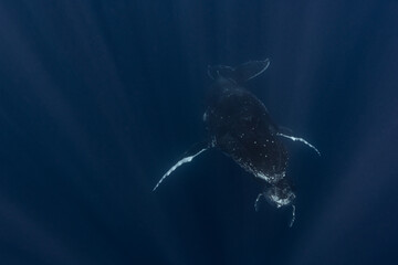 Humpback whale mum and baby in the deep blue waters of Tonga.