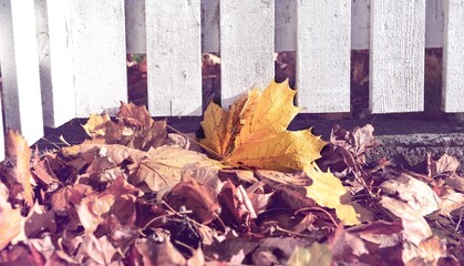 Wall Mural - closeup on pile of yellow leaf pushed by the wind against a white wooden fence of a garden contrast with vintage effect background
