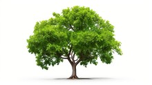 Tree With Leaves Isolated White Background. AI Generated Image