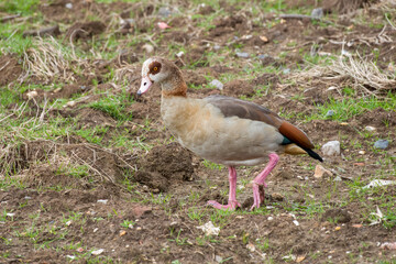 Canvas Print - portrait of an Egyptian goose Alopochen aegyptiaca