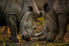 Two White Rhinos Fighting Each Other