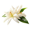 Vanilla flower isolated on white transparent background, PNG