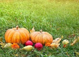 Wall Mural - pumpkins, yellow pears, apples and autumnal colorful maple leaves in garden in sun light