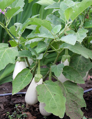 Wall Mural - White eggplant grows in open ground