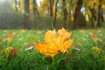 Wall Mural - autumn park background, yellow maple leaf in the grass