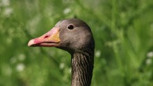 Greylag Goose On A Meadow