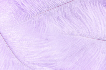 Lilac feather background. Softness tenderness purple lilac feather texture. Soft pastel background lilac feather pattern