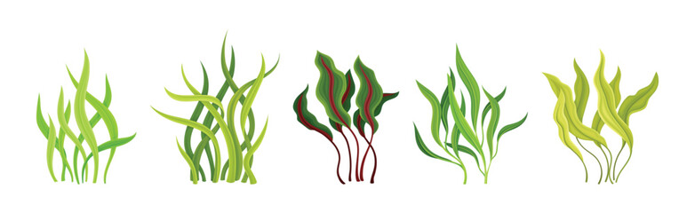 Wall Mural - Seaweed and Marine Algae Plant Curve Vector Set