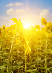 Canvas Print - beautiful bright sunset over sunflowers field