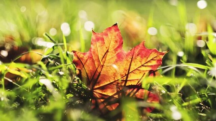 Wall Mural - Maple fallen autumn leaves lie in the green grass in the garden or park or forest. Stock video 4k