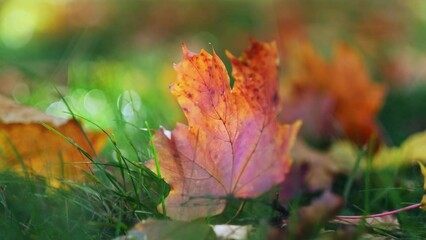 Wall Mural - Maple fallen autumn leaves lie in the green grass in the garden or park or forest. Stock video 4k