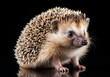 Realistic portrait of a hedgehog isolated on dark background. AI generated