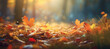 Fall season landscape, forest floor covered with fallen leaves and autumnal sun through tree foliage - Autumn seasonal background
